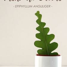 Grow ric rac cactus in a bright spot, but protected from too much direct sun. Fishbone Cactus How To Grow And Care For An Epiphyllum Anguliger Plant