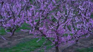 Purple flowering trees in indiana. Wisteria Floribunda Flower Blooming In Stock Footage Video 100 Royalty Free 31638097 Shutterstock