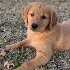 A $300.00 deposit is required to reserve your selection spot for a puppy. Darci Golden Retriever Puppy 623845 Puppyspot