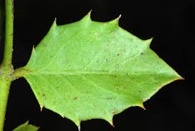 Image result for Crossopetalum