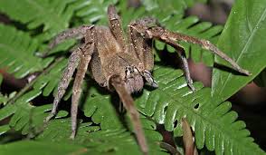 Paianjenul dolomedes briangreenei traieste si populeaza apele din brisbane. Vagabondul Brazilian Cel Mai Veninos PÄƒianjen Din Lume