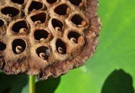 Hide this folder from students. Fear Of Holes May Stem From Evolutionary Survival Response Association For Psychological Science Aps