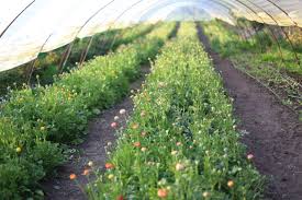 Plants grow 24 to 28 inches tall by 24 inches wide. How To Grow Ranunculus Floret Flowers