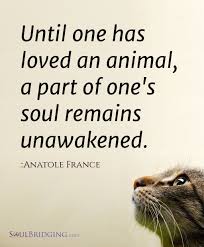 Pin By Erika Stuttgart On Love And Relationships Animal Lover Quotes Cat Quotes Animal Quotes