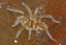 10 Of Africas Scariest Spider Species