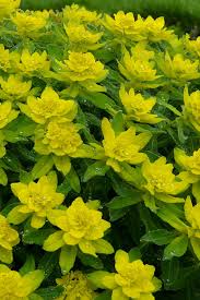 Image result for Euphorbia neopolycnemoides