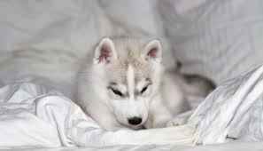 Puppies for sale by breeders are easily found in populated cities such as chennai and. Husky Price In India Updated 2020 List