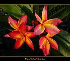 Located closer to cuba than to miami, key west is florida's irreverent southernmost subtropical paradise, a unique confluence of history, climate, natural beauty, cultural diversity, architecture and unabashed romantic appeal. Florida Flowers The Plumeria Key West Rainbow Florida Flowers Flowering Vines Tropical Flowers