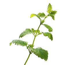 Image result for Melissa officinalis