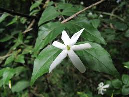 Image result for Jasminum breviflorum