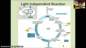Their distinctive features include primary cell walls containing cellulose, hemicelluloses and pectin, the presence of plastids with the capability to perform photosynthesis and store starch. Photosynthesis Cellular Respiration Mr Rott S Science Room