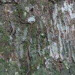 Image result for Antrocaryon nannanii