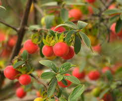 Image result for Diospyros lycioides