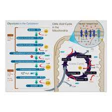 Detailed Diagram Of Cellular Respiration Poster Zazzle Com In 2021 Cellular Respiration Physiology Cell Respiration