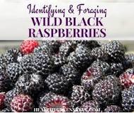 Can I eat wild black raspberries?