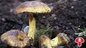 Dottergelber Klumpfuss Cortinarius Splendens Var Meinhardii Todlich Giftig Vor Allem Durch Die Verwechslungsgefahr Mit Dem In 2020 Giftige Pilze Pilze Essbare Pilze