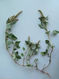 Image result for Amaranthus deflexus