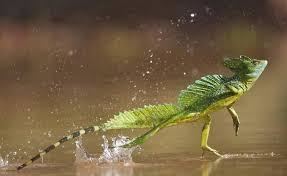 The Jesus Christ Lizard An Amazing Creature With The Ability To Run On Water Jesus Christ Lizard Funny Animal Names Weird Animals Rainforest Animals