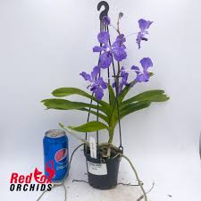 Image result for Vanda coerulea