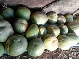 Image result for Peponium sp. A