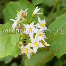 Image result for Solanum torvum