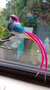 احد أنواع الطيور الجميله يعيش في غينيا الجديدة pajaros hermosos aves de colores fotos de aves