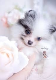 We have passionately bred and given out puppies to many homes around the world at very affordable rates. 100 Teacup Pomeranians Pomeranian Puppies Ideas Pomeranian Puppies Pomeranian Puppy