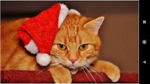 We did not find results for: Christmas Cat Wallpapers For Android Apk Download