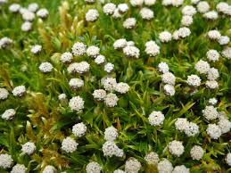Image result for Paepalanthus lamarckii