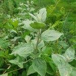 Image result for Helichrysum schimperi