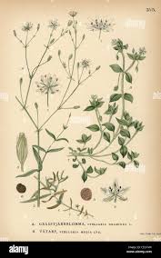 Image result for Stellaria