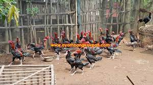 Ngampel adalah sebuah desa di kecamatan papar, kabupaten kediri, jawa timur, indonesia. Peternakan Ayam Bangkok Di Pati Kualitas Unggul Dari Bcf Jual Ayam Bangkok Super Ayam Bangkok Aduan Ayam Petarung Sabung