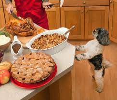 Can Dogs Eat Turkey Bones A Vet Weighs In