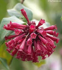 Image result for Cestrum elegans