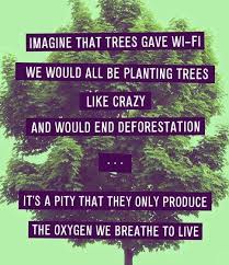 Deforestation Nature Quotes Nature Quotes Trees Words