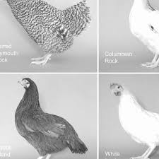 We did not find results for: Barred Plymouth Rock Line 60 Columbian Plymouth Rock Rhode Island Download Scientific Diagram