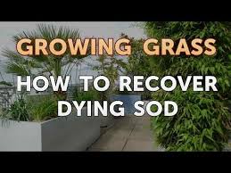 For restoring dead lawns to new green life, early spring and fall are the most. How To Recover Dying Sod Youtube