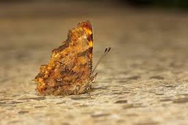 Image result for Polygonia c-album