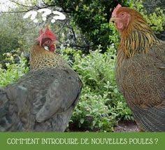 Comment Introduire De Nouvelles Poules Dans Le Poulailler Poulailler Elevage De Poules Poule