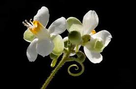 Image result for Cardiospermum grandiflorum