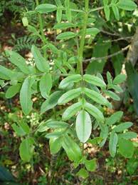 Image result for Vernonia centaureoides