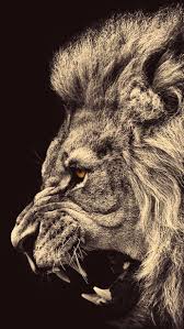 Google Lion Wallpaper Lion Wallpaper Iphone Dark Wallpaper Iphone