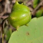 Image result for Sclerocroton