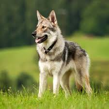 Im engeren sinn bezeichnet man als haushund die hunde, die überwiegend im haus gehalten werden, und kennzeichnet damit also eine haltungsform. Geschichte Des Hundes Vom Wolf Zum Hund Geolino