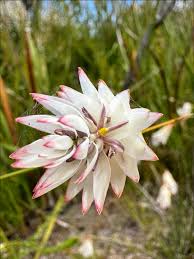 Image result for Laurembergia