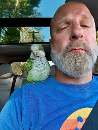 Your Daily Bird finally feels like a new friend needs a special  introduction. If you are a follower of mine for a while, you may remember  our pet bird, Dennis. He was
