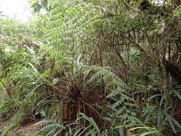 Image result for Blotiella bouxiniana