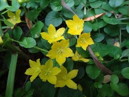 Image result for Lysimachia ruhmeriana