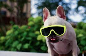 stunner shades from hipster puppies 眼鏡