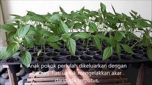 Ia dipercayai berasal dari mexico dan america selatan, tetapi sekarang ditanam disemua negeri beriklim tropika. Panduan Tanam Cili Di Dalam Pasu Atau Polibag Blog Cilibangi